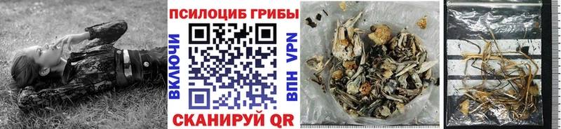 Псилоцибиновые грибы Psilocybe Пикалёво